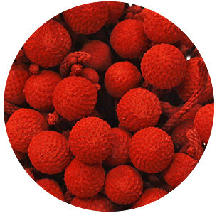 Бруния Альбифлора крашеная красная (Brunia Albiflora Red)