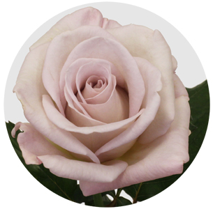 Роза Баунти вэй (Bounty Way)