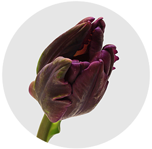 Тюльпан Сикрет Пэррот (Secret Parrot )