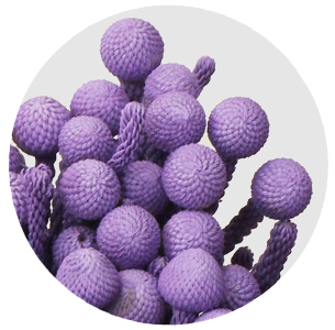 Бруния крашеная Силвер Милка (Silver Milka)