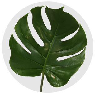 Монстера (Monstera)