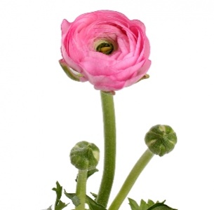 Ранункулус розовый