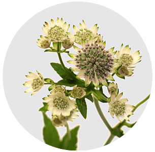 Астранция Биллион стар (Billion Star)