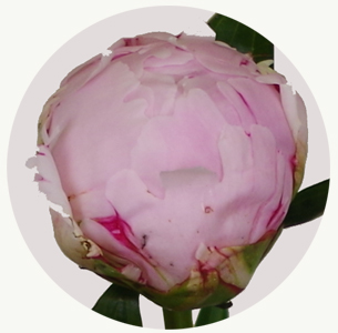 Пион Сара Бернар (Sarah Bernhardt)