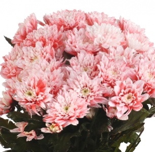 Хризантема кустовая Евро крашеная розовая (Euro pnt pink)