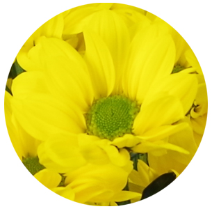  Хризантема кустовая Баккарди  Санни (Bacardi sunny)