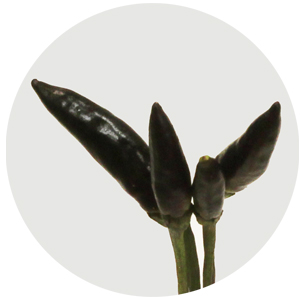 Капсикум Блэк Файер (Capsicum Black Fire)