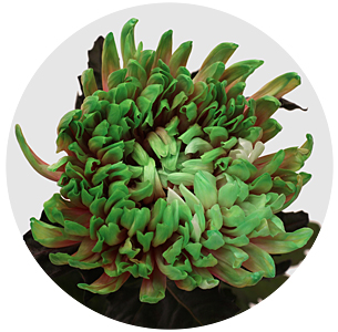 Хризантема одноголовая Антонов Баблишес (Antonov Bubblicious)