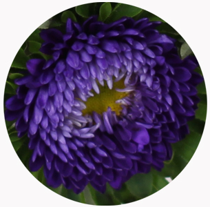 Астра китайская Каллистефус голубая (Callistephus light blue)