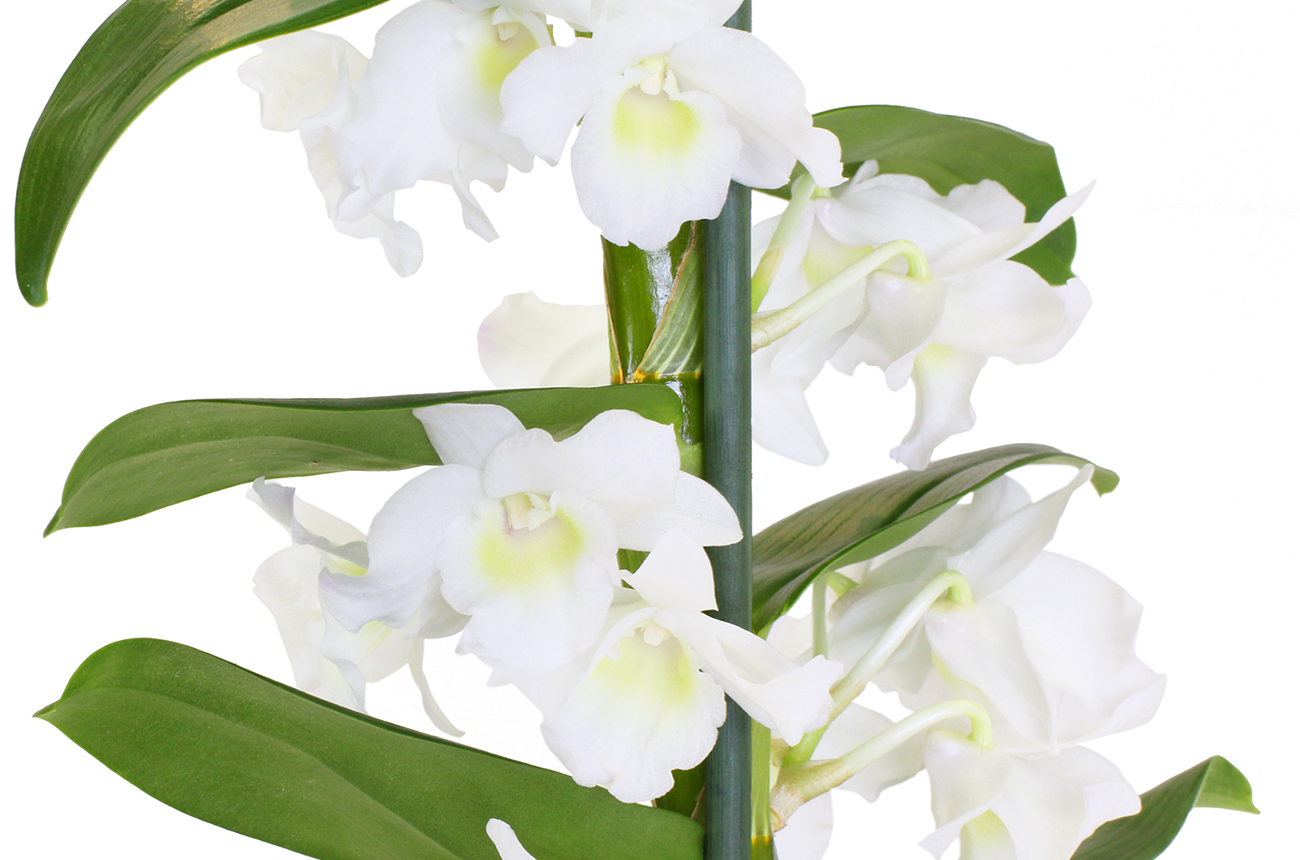 Орхидея Дендробиум (Dendrobium Nobile)