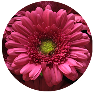 Гербера Самара (Samara)