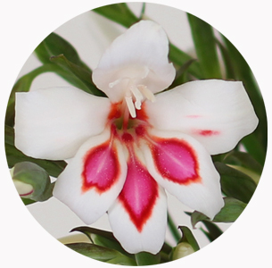 Гладиолус нанус Принц Клаус (Gladiolus nanus Prins Claus)