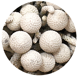 Бруния крашеная белая (White)