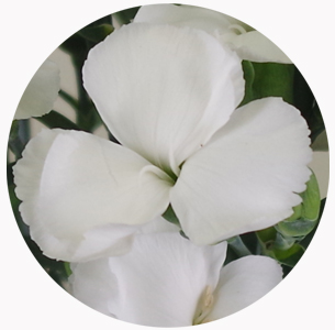 Гвоздика кустовая Соломио Кен (Dianthus Solomio Ken)