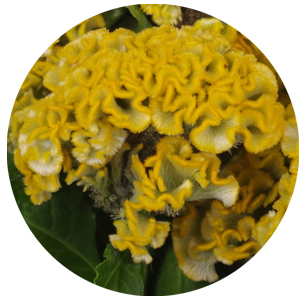 Целозия гребенчатая желтая