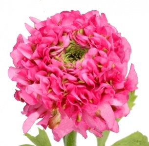 Ранункулус Пон-Пон розовый