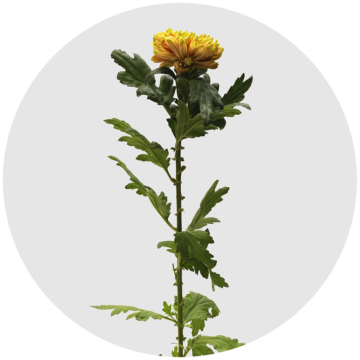 Хризантема одноголовая Россано Элизабет (Rossano Elizabeth)