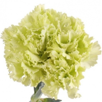 Гвоздика стандарт Сорбет (Sorbeto)