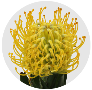 Протея Нутан Джелена еллоу (Jelena Yellow)