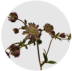 Астранция Сато оф флейм (Star of Flame)