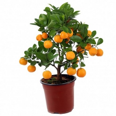 Каламондин (Calamondin)