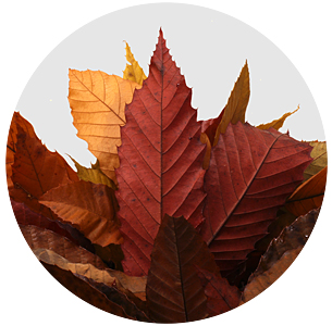 Эвкалипт Стюартиана (Stuartiana)