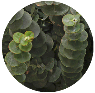 Эвкалипт Бэби блю (Baby Blue)