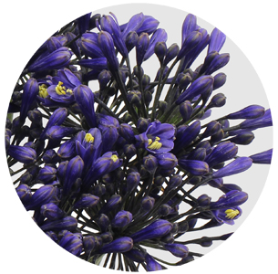 Агапантус синий