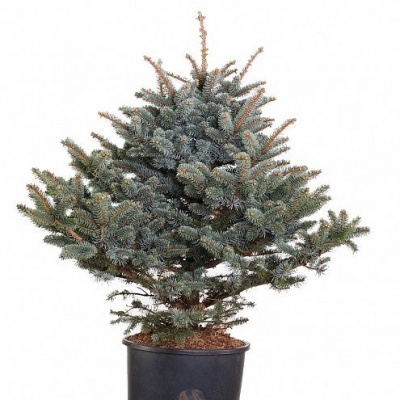 Пицея Пунгенс Глаука (Picea Pungens Glauca)