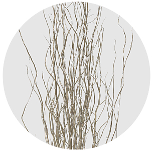 Корилус крашеный серебряный (Silver)