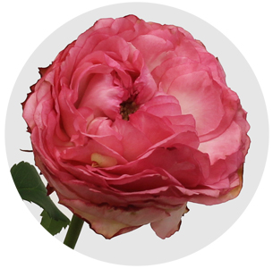 Роза кустовая Датч Мейджик (Dutch Magic)