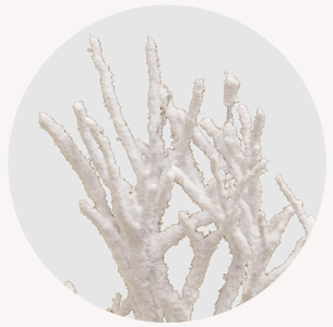 Хаклберри заснеженный (Huckleberry Snow)