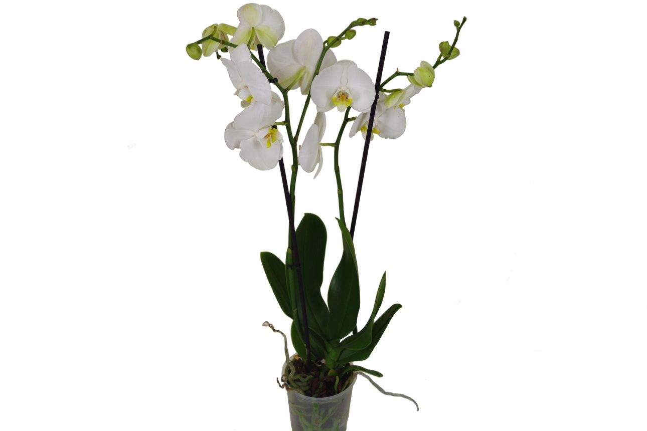 Орхидея Фаленопсис (Phalaenopsis)