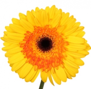 Гербера Кабана (Cabana)