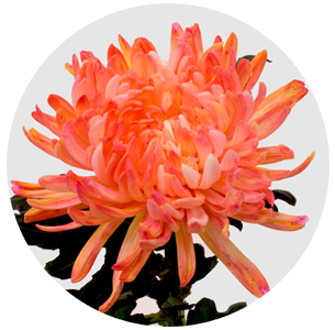 Хризантема одноголовая Антонов Муншайн (Moonshine)