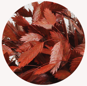 Хасмантиум крашеный красный (Red)