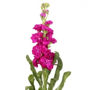 Левкой малиновый