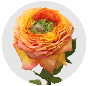 Грин айленд Самоа (Green Island Samоа)