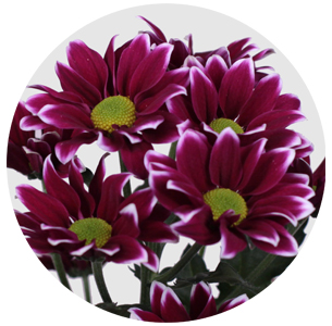 Хризантема кустовая Тимман дарк (Timman Dark)