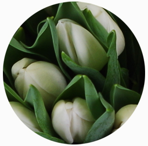 Тюльпан Инзель (Inzell)