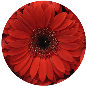 Гербера Беллецца (Bellezza)