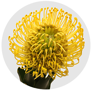 Протея Нутан Хай голд (High Gold)