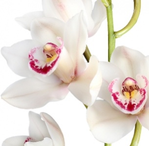 Цимбидиум мини белый