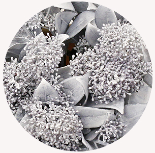 Скиммия крашеная белая (White)