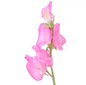 Латирус светло розовый