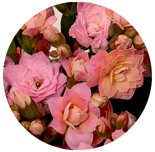 Каланхоэ Вайлд пинк мидоу (Wild Pink Meadow)