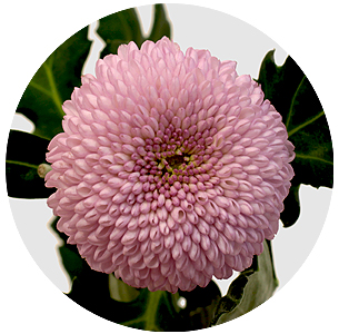 Хризантема одноголовая Момоко (Momoko)