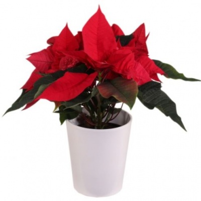 Пуансетия (Poinsettia)