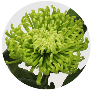 Хризантема одноголовая Анастасия зеленая (Anastasia green)