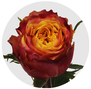 Роза Харрикейн (Hurricane)